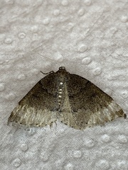 Aleucis distinctata