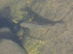 Salmo marmoratus