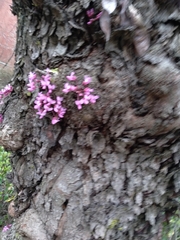 Cercis canadensis