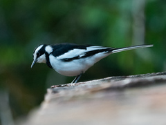 Motacilla aguimp