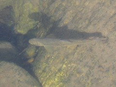 Salmo marmoratus
