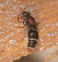 Ephutomorpha dorsigera