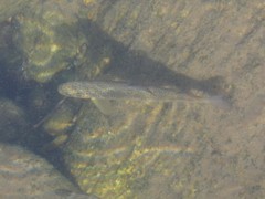 Salmo marmoratus