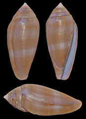 Conus tenuistriatus