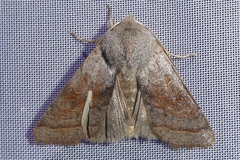 Orthosia opima