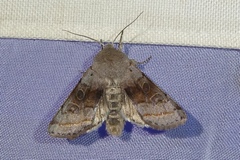 Orthosia opima