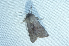 Orthosia opima