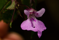 Impatiens mildbraedii