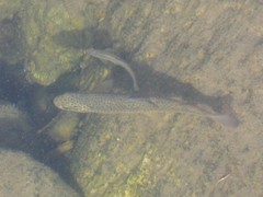 Salmo marmoratus
