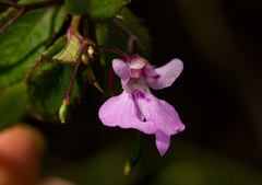 Impatiens mildbraedii