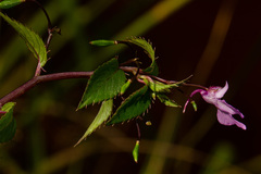 Impatiens mildbraedii