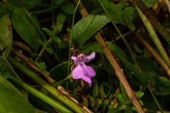 Impatiens mildbraedii