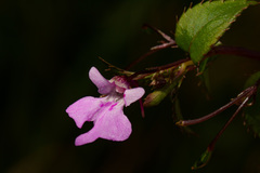 Impatiens mildbraedii