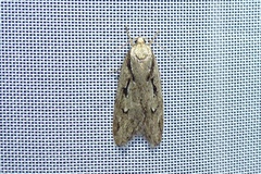 Semioscopis avellanella
