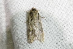 Semioscopis avellanella