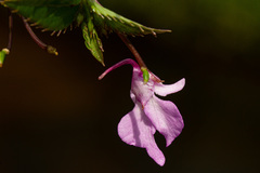 Impatiens mildbraedii