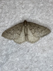 Aleucis distinctata