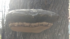 Phellinus igniarius