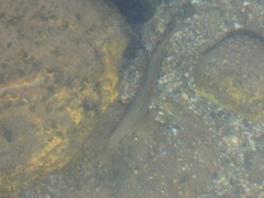 Salmo marmoratus