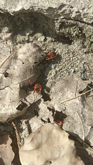 Pyrrhocoris apterus