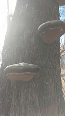 Phellinus igniarius