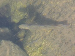 Salmo marmoratus