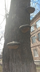 Phellinus igniarius