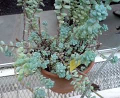 Sedum treleasei