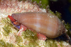 Conus tenuistriatus