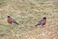 Turdus migratorius