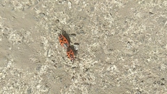 Pyrrhocoris apterus
