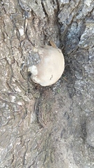 Phellinus igniarius