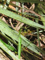 Dichanthelium equilaterale