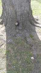 Phellinus igniarius