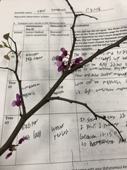 Cercis canadensis
