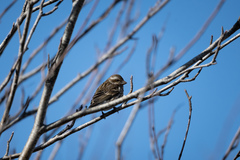 Haemorhous purpureus purpureus