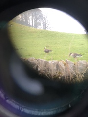 Anser albifrons flavirostris