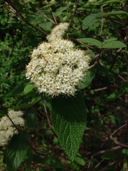 Viburnum × rhytidophylloides