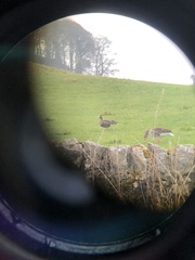 Anser albifrons flavirostris