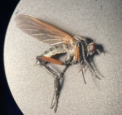 Empis pulchripes