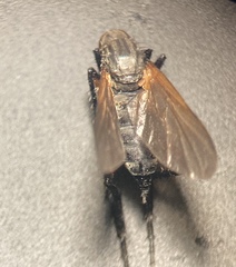 Empis pulchripes