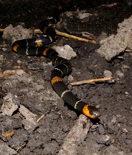 Photo of a Hemprich's Coral Snake (Micrurus hemprichii)