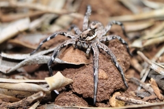 Lycosa tarantula