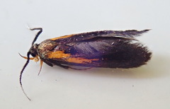 Mathildana newmanella