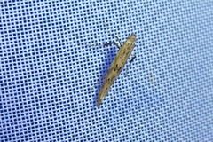 Caloptilia populetorum