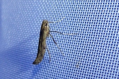 Caloptilia populetorum