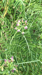 Lessertia brachystachya