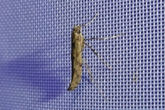 Caloptilia populetorum