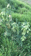 Lessertia brachystachya