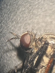 Empis pulchripes